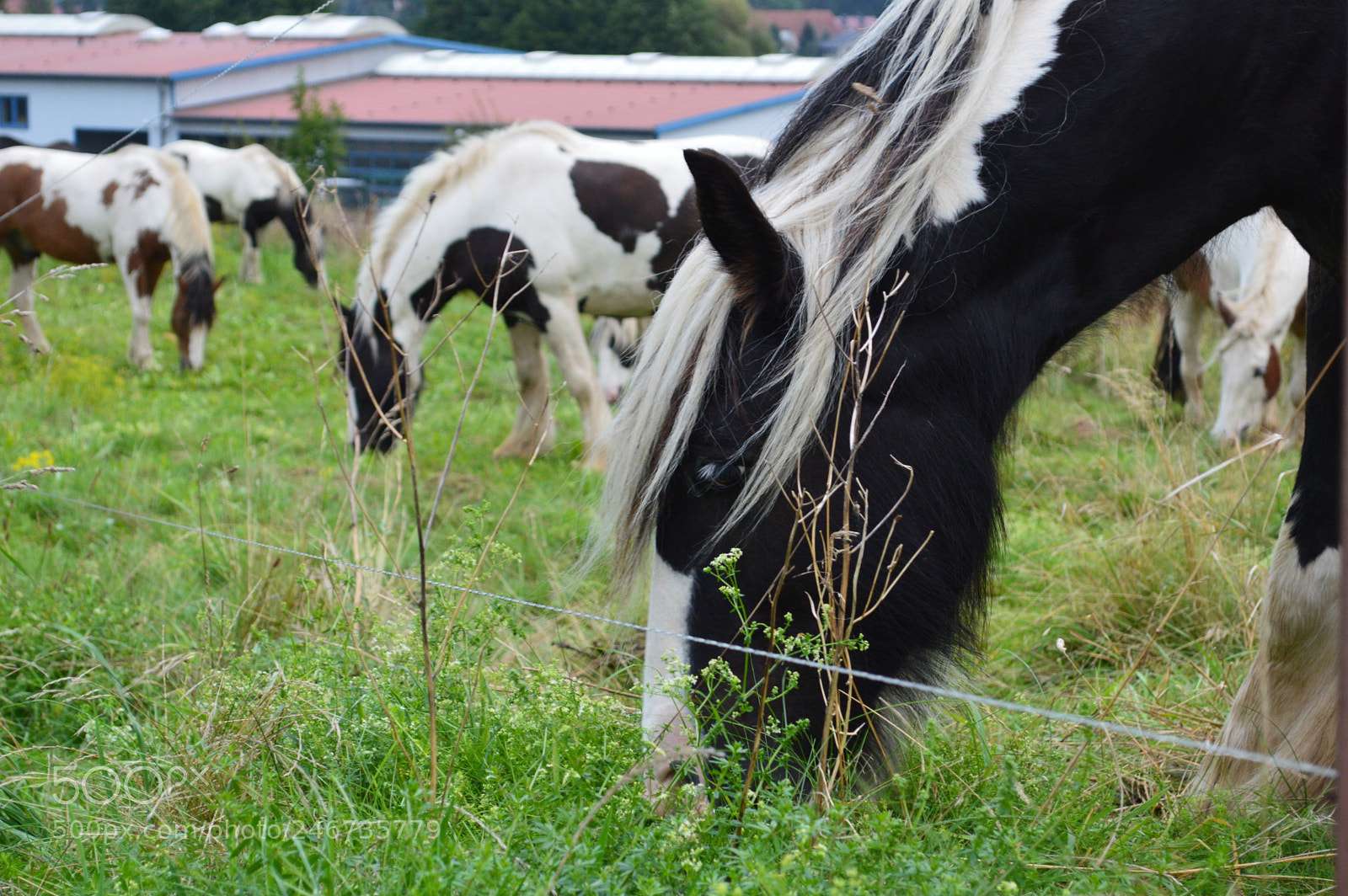 Nikon D3200 sample photo. Horses in sync photography
