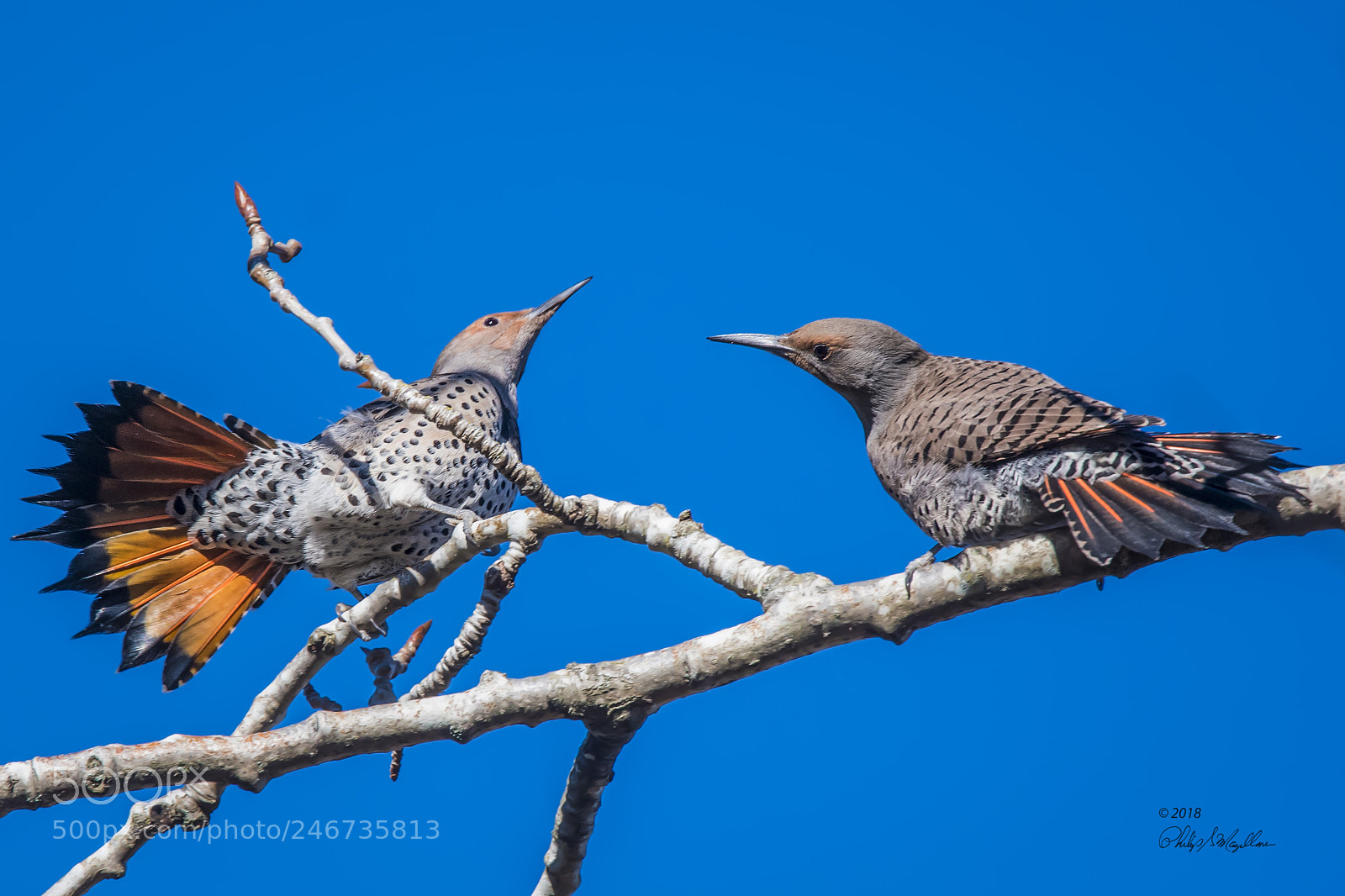 Nikon D500 sample photo. Two flickers showing tails photography