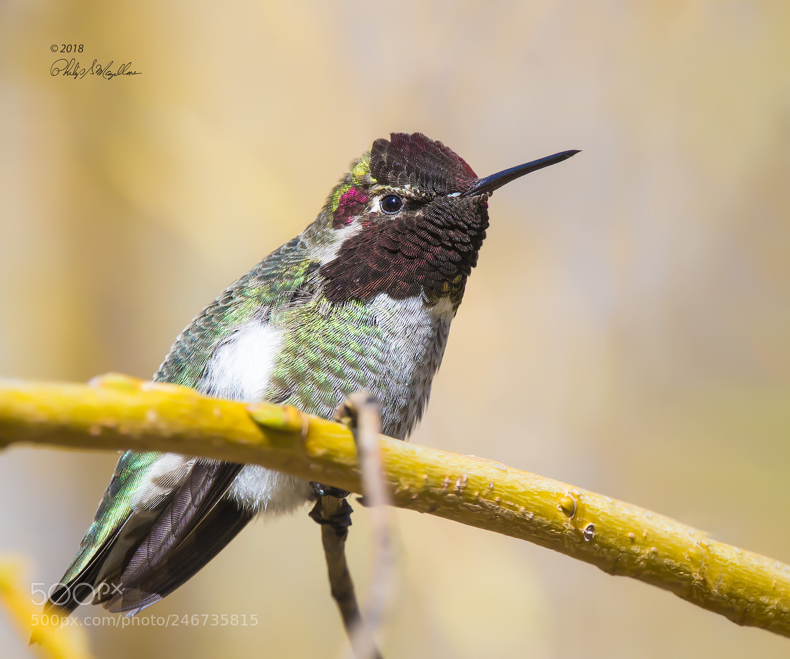Nikon D500 sample photo. Anna's hummingbird male photography