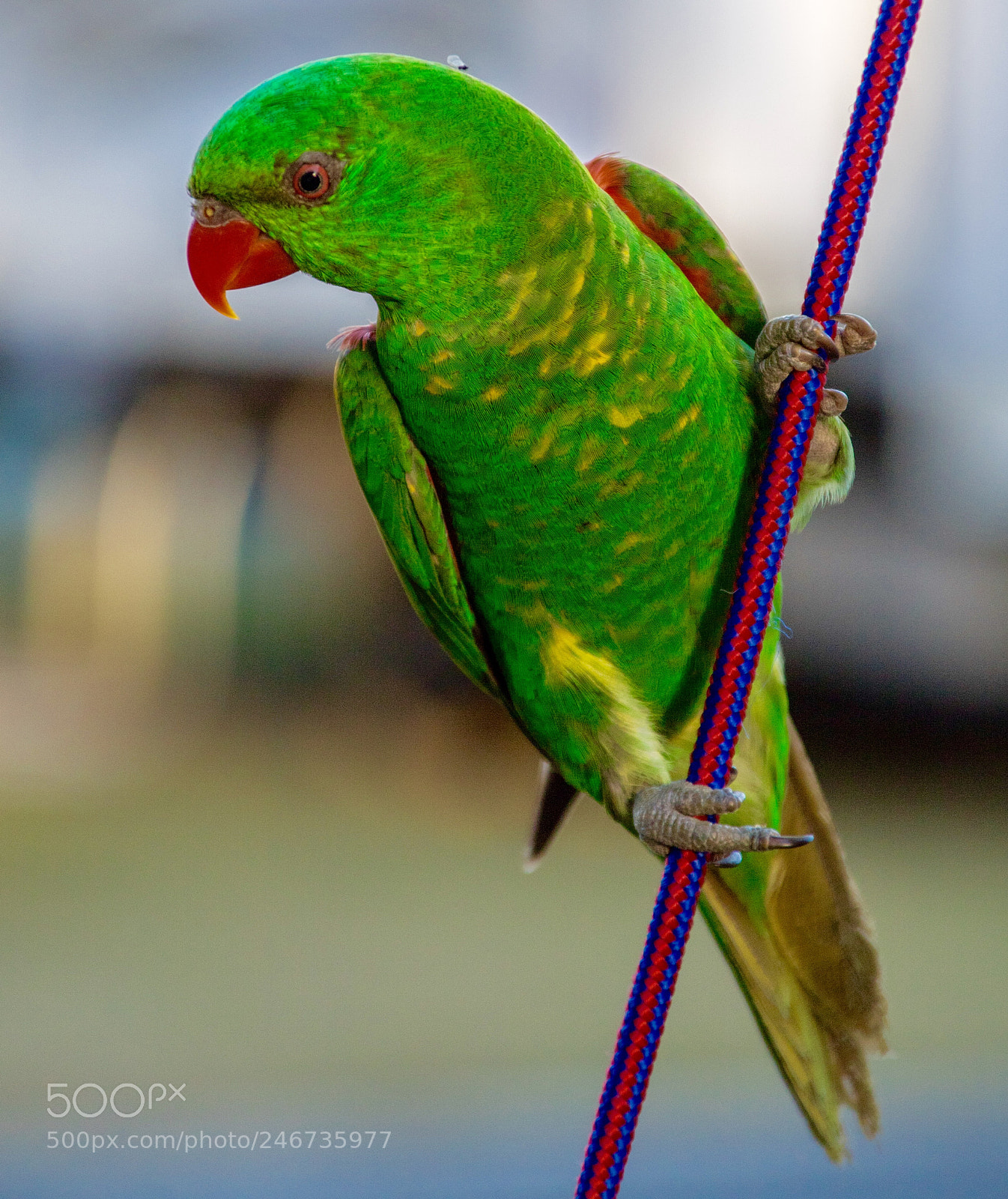 Canon EOS 7D Mark II sample photo. Lorikeet dropping on tent photography