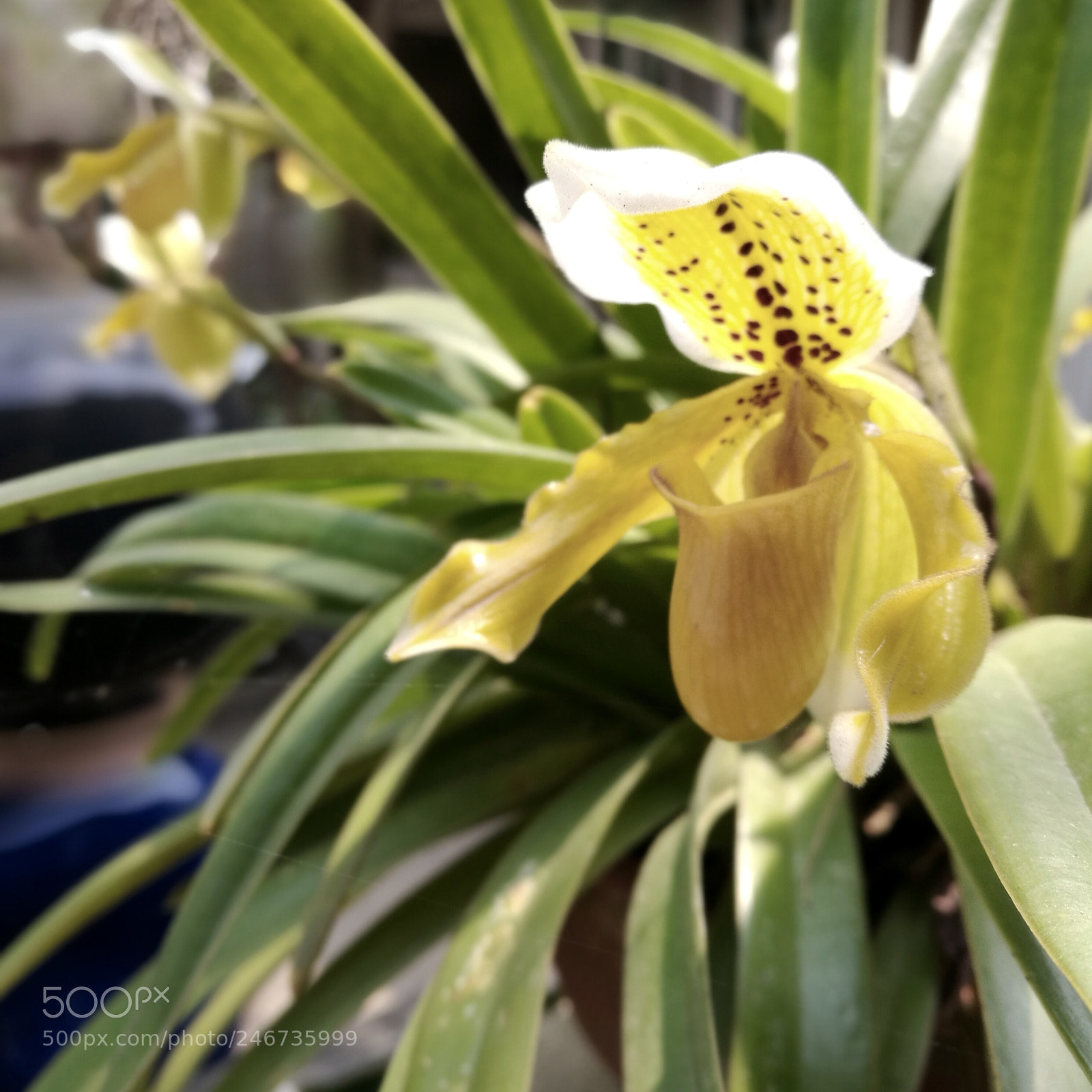 HUAWEI P9 sample photo. | yellow | photography