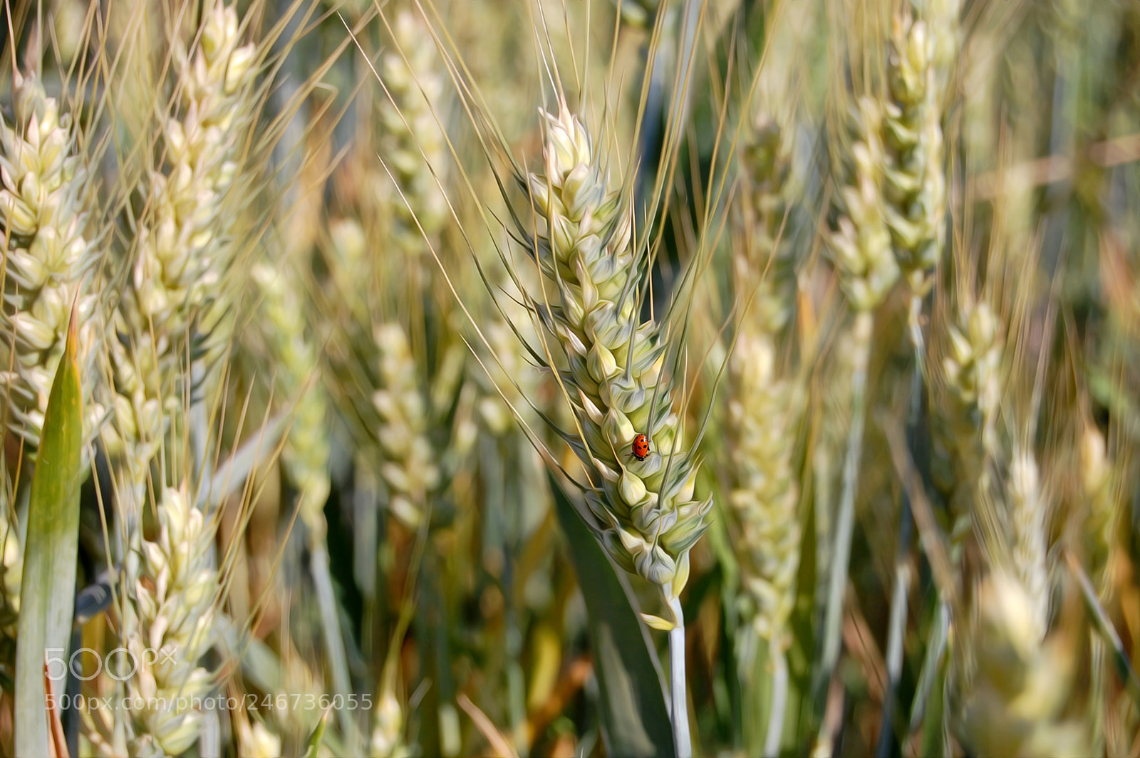 Nikon D40 sample photo. Tiny photography