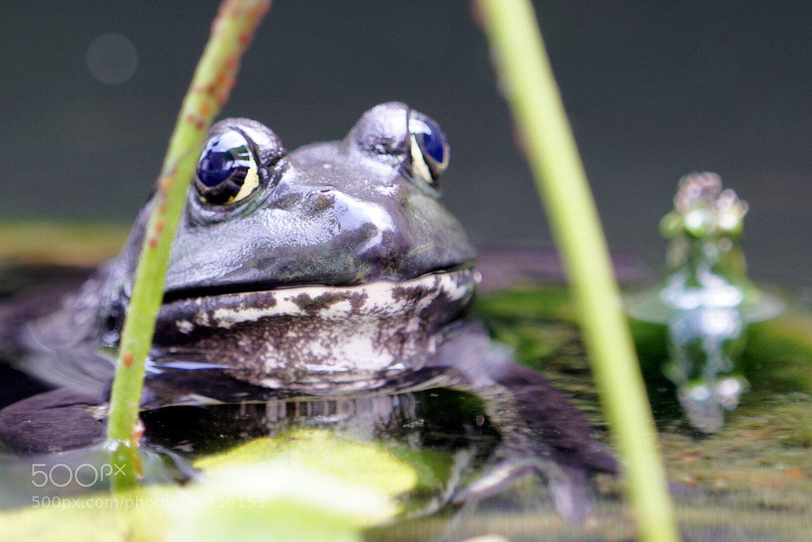 Sony a6500 sample photo. Sleepy frog and bokeh photography
