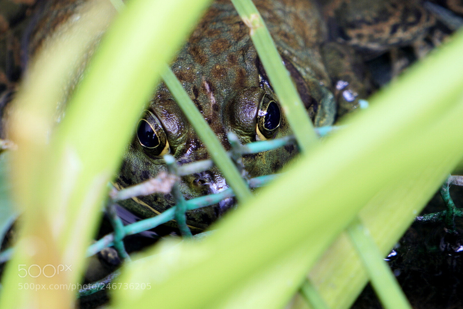 Sony a6500 sample photo. Peek a boo frog photography