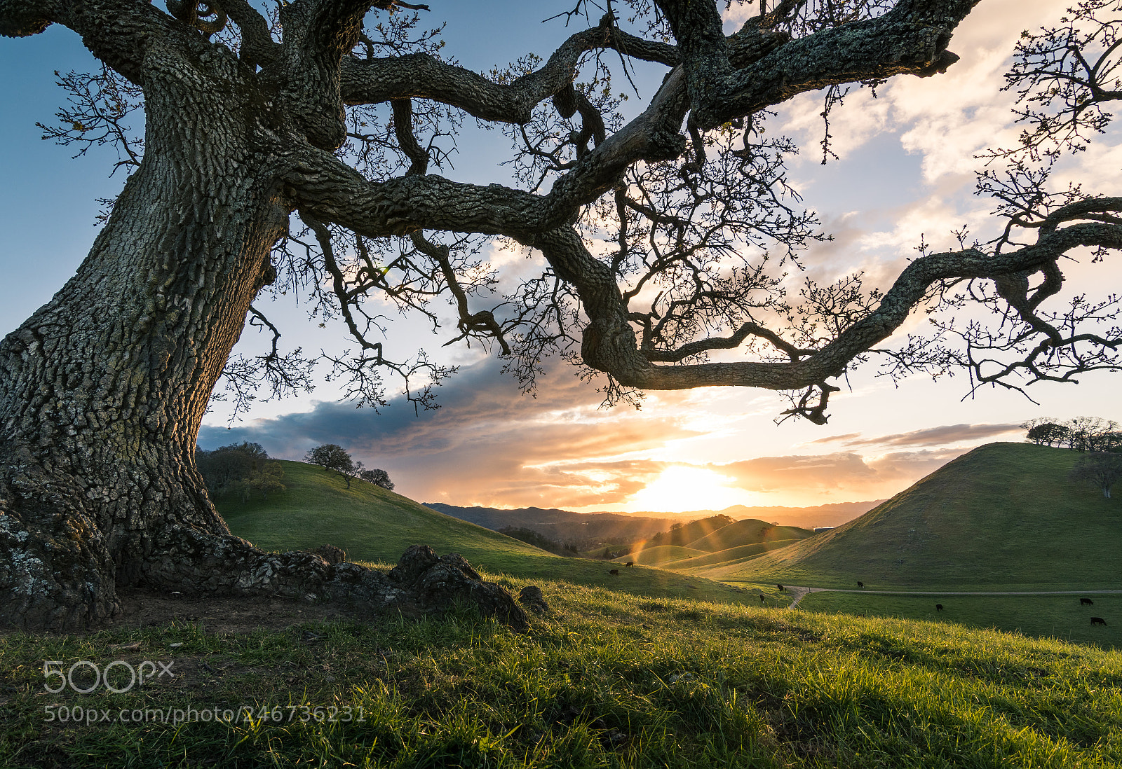 Nikon D7500 sample photo. Borges ranch sunset oak photography