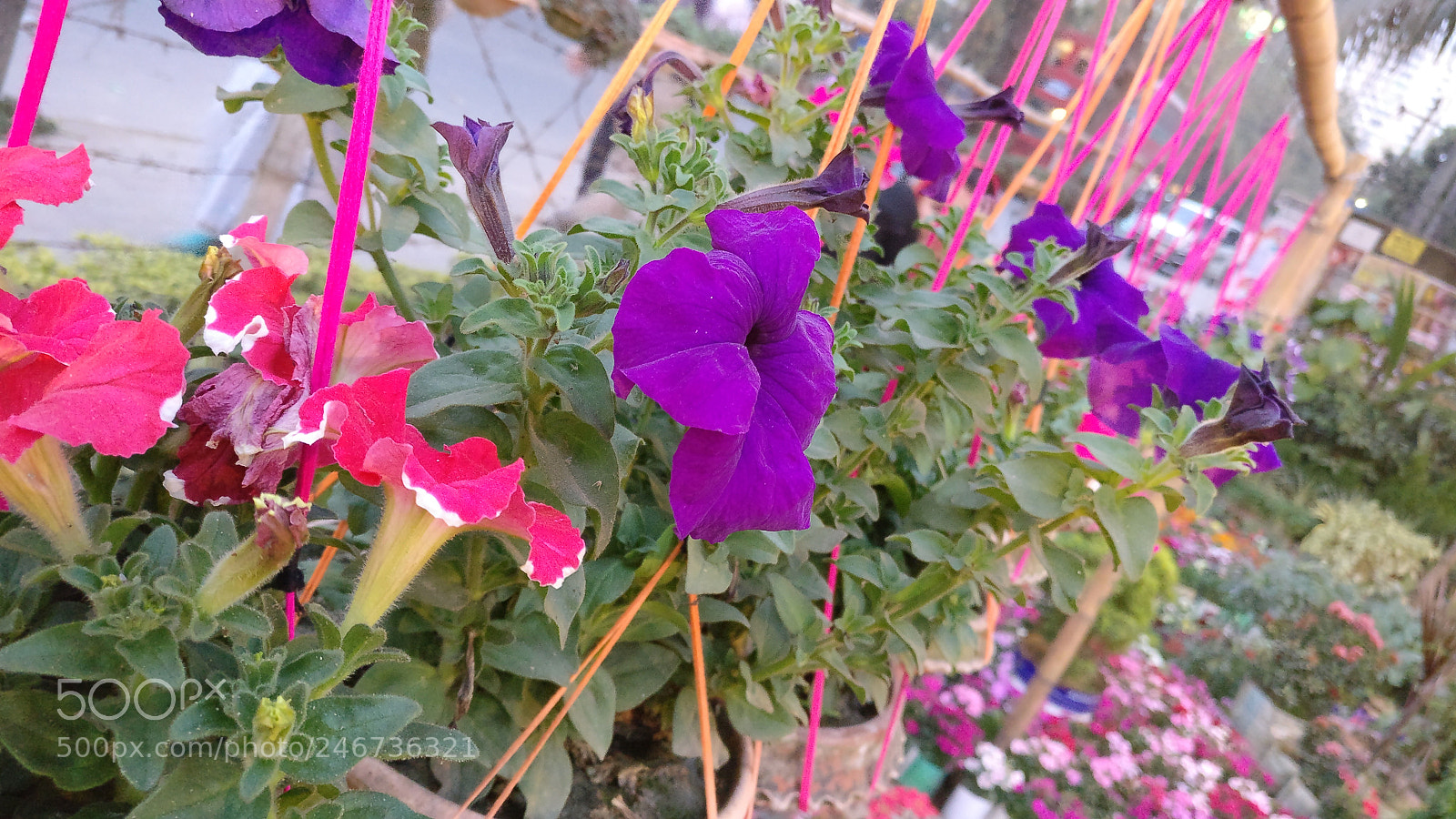 OnePlus A3003 sample photo. Untitled photography