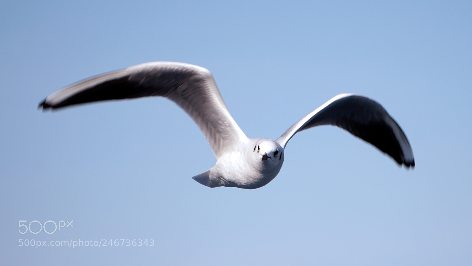 Sony a6300 sample photo. Sea gull photography