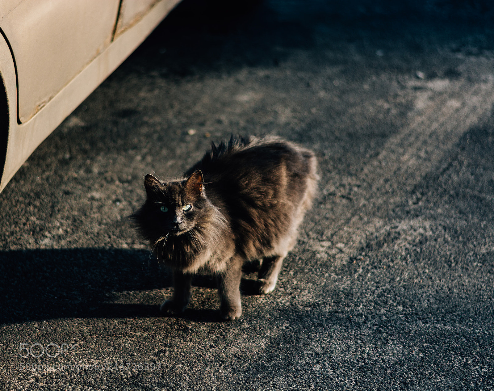 Nikon D7100 sample photo. Wild streets photography