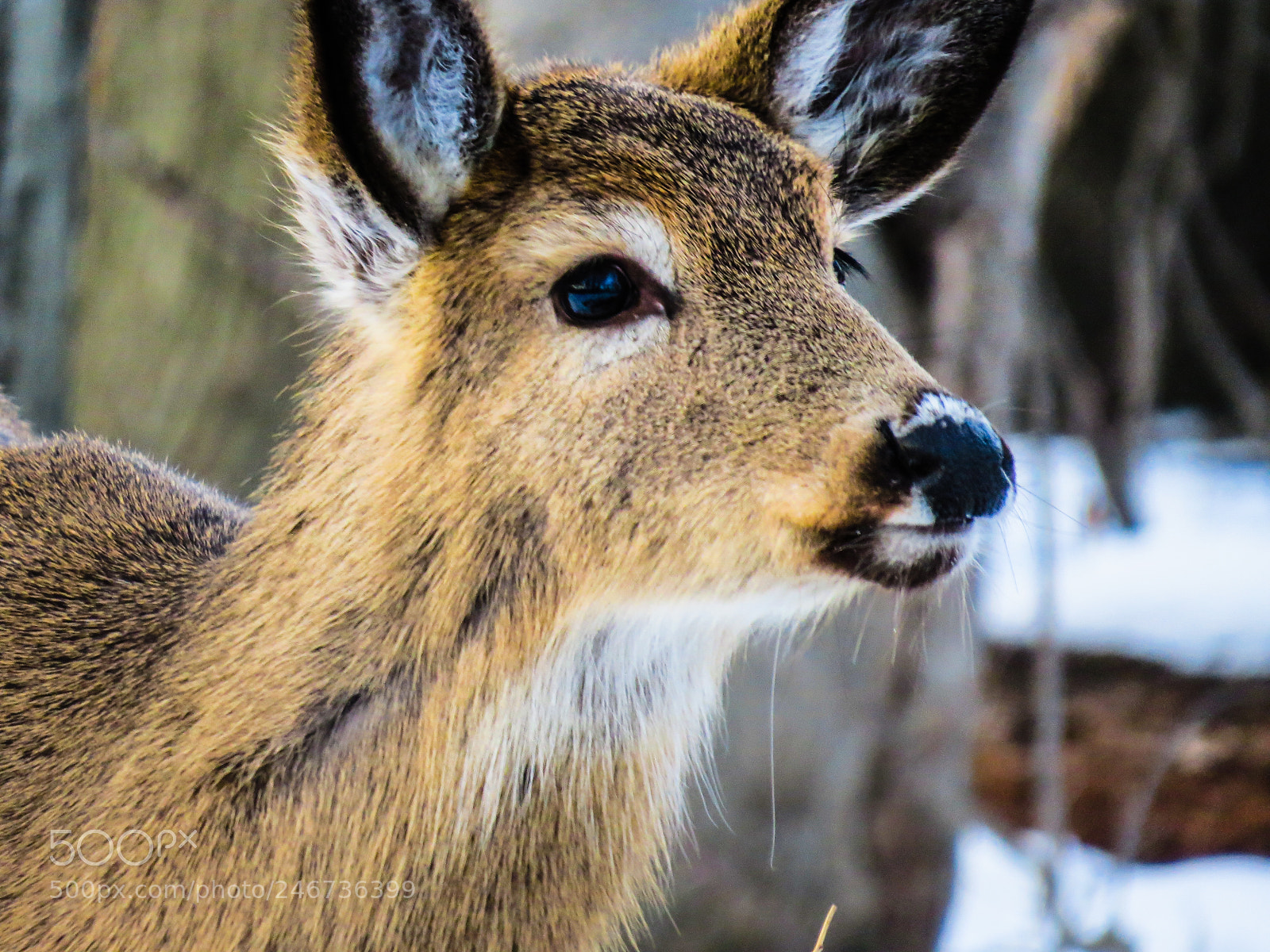 Canon PowerShot SX50 HS sample photo. Deer photography