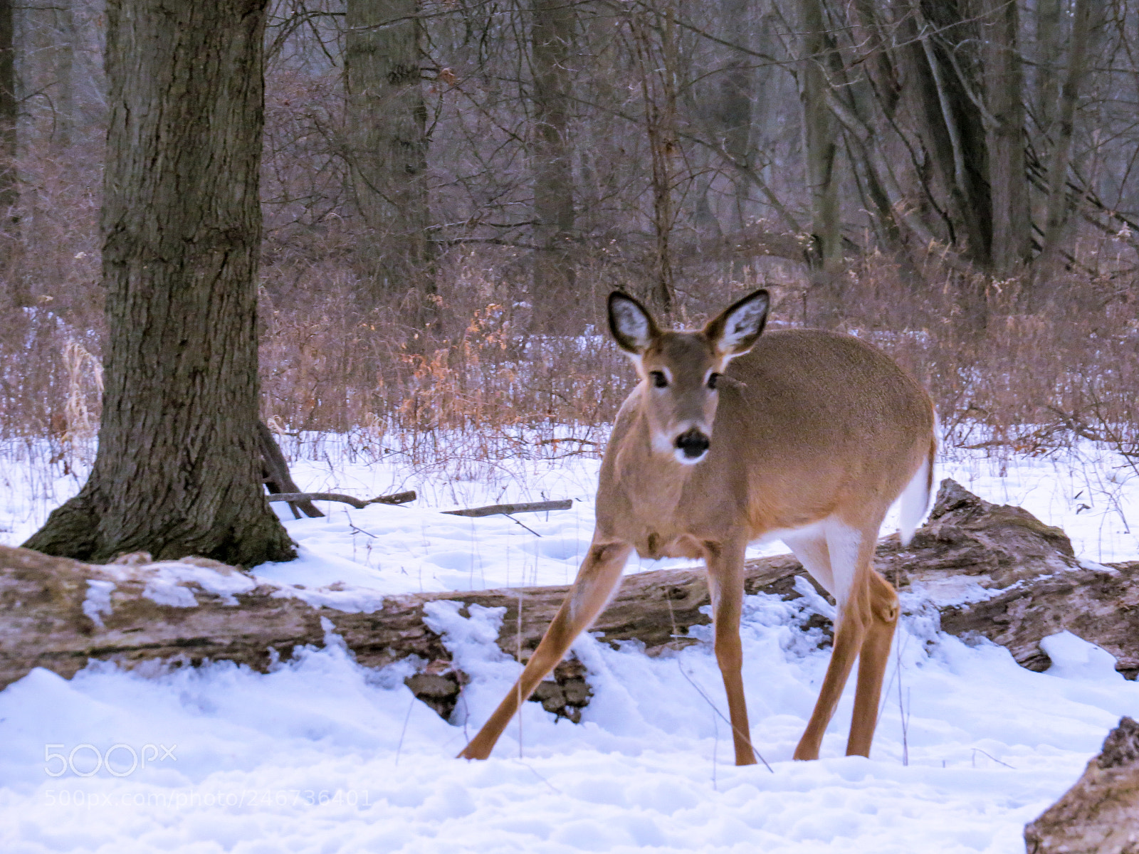 Canon PowerShot SX50 HS sample photo. Deer photography