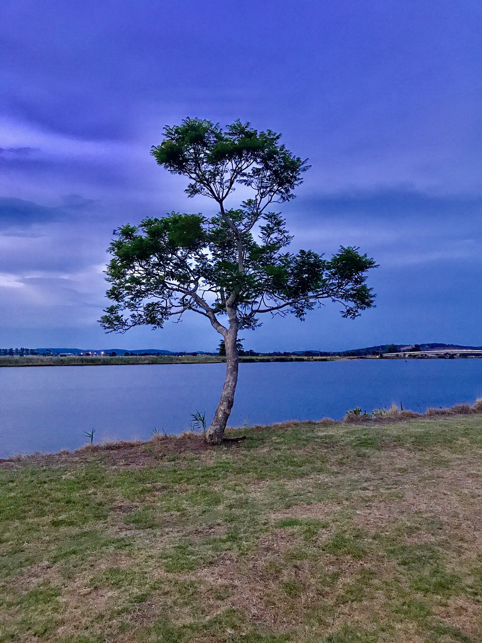 Apple iPad Pro (10.5-inch) sample photo. Trees photography