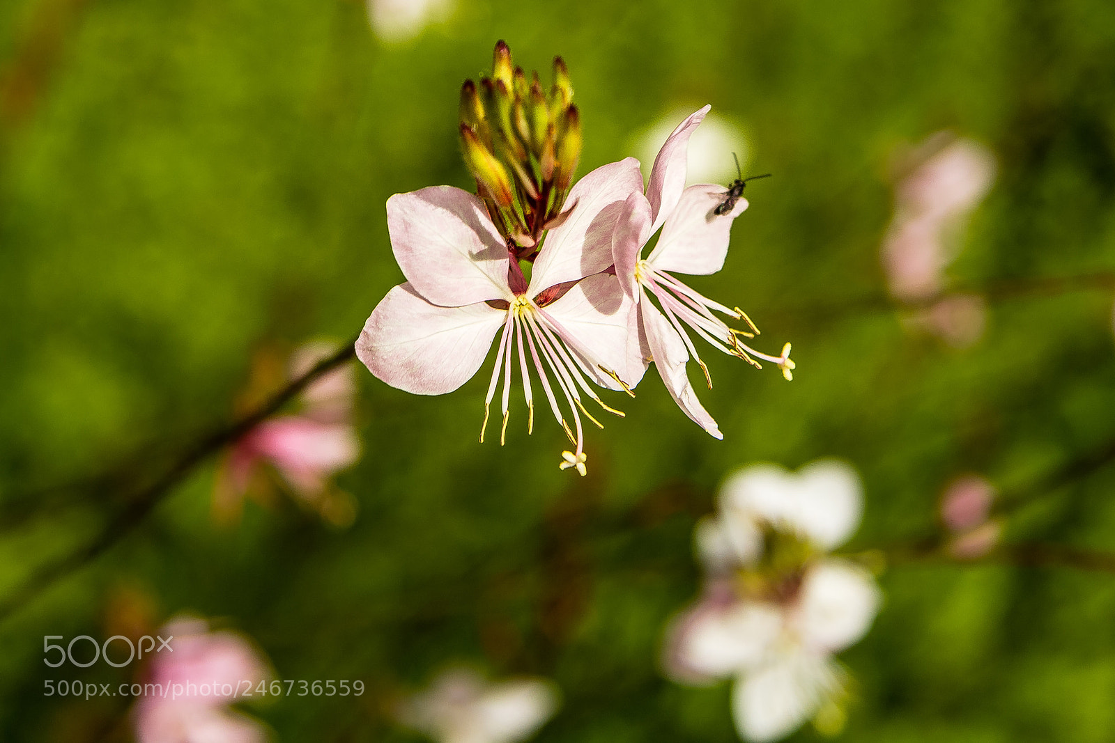 Canon EOS 60D sample photo. Gaura lindheimeri photography
