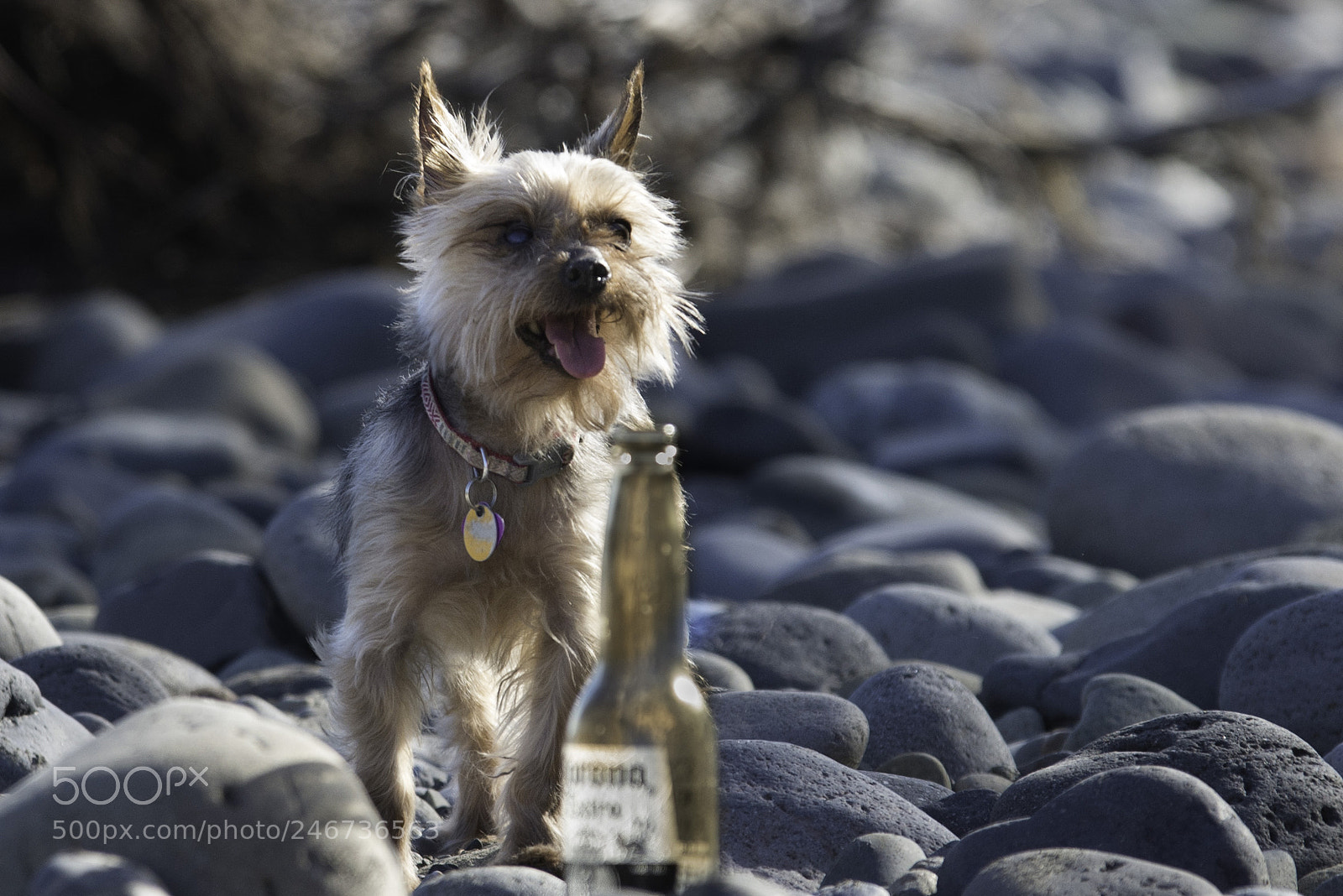 Nikon D800 sample photo. Corona dog photography