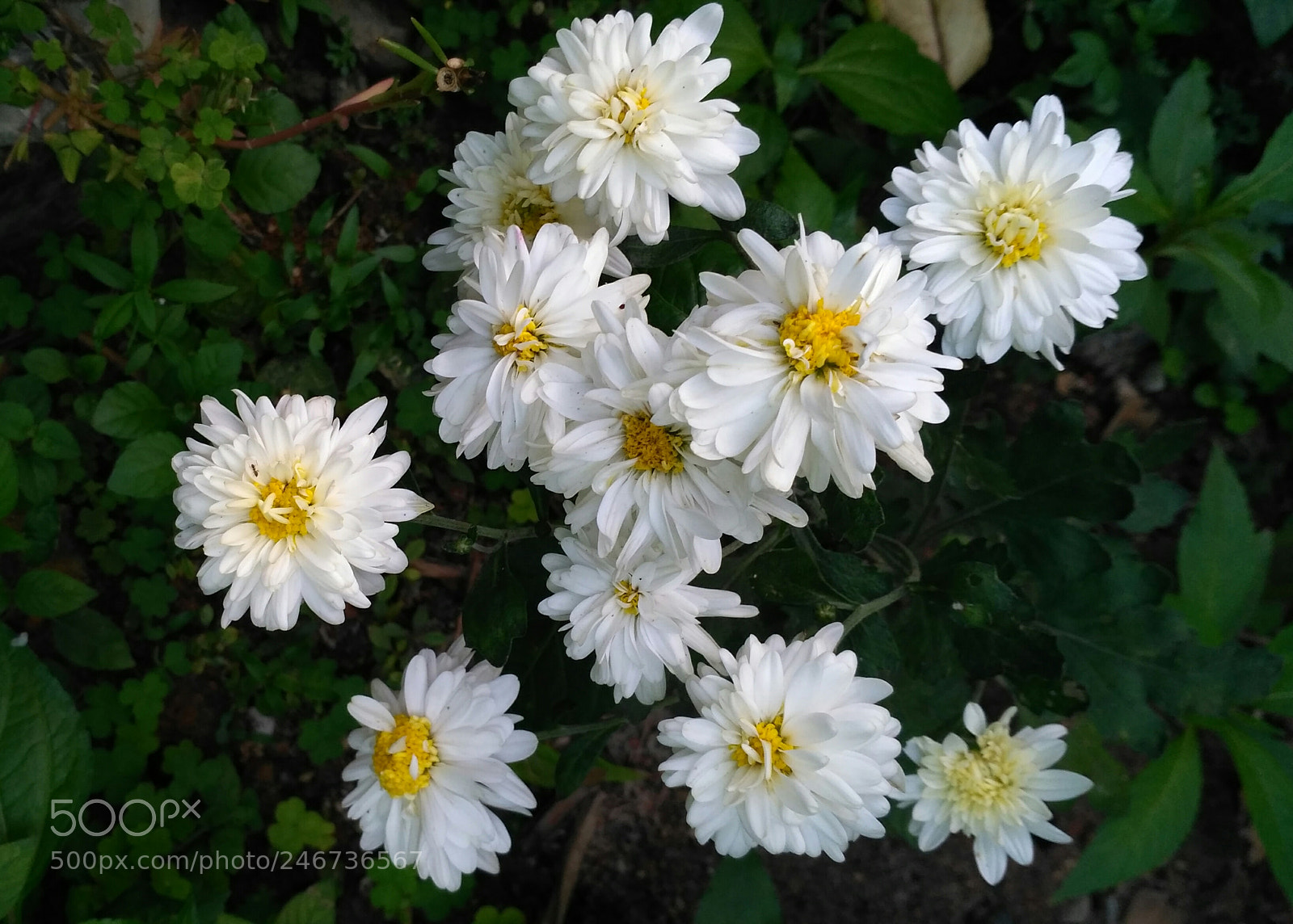 Xiaomi Redmi 3S sample photo. White poo photography