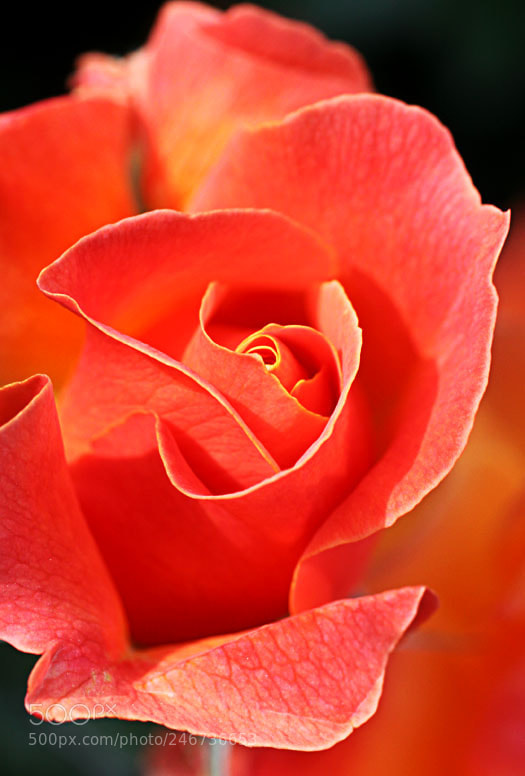 Canon EOS 50D sample photo. Say it with flower photography