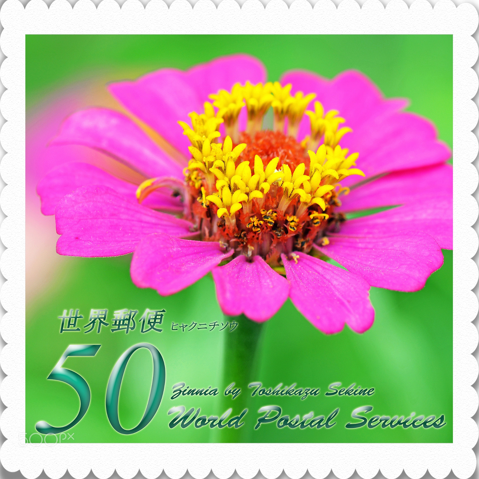 Nikon D800 sample photo. Zinnia photography