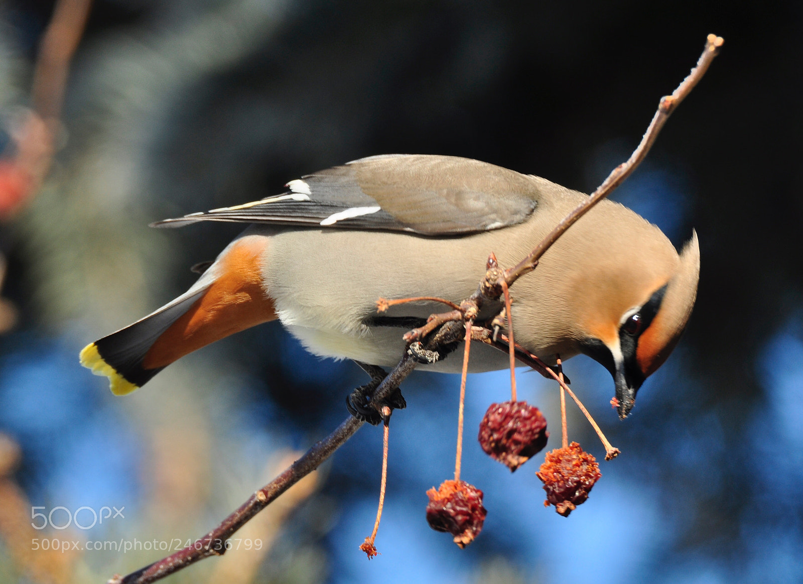 Nikon D90 sample photo. Wild berries photography