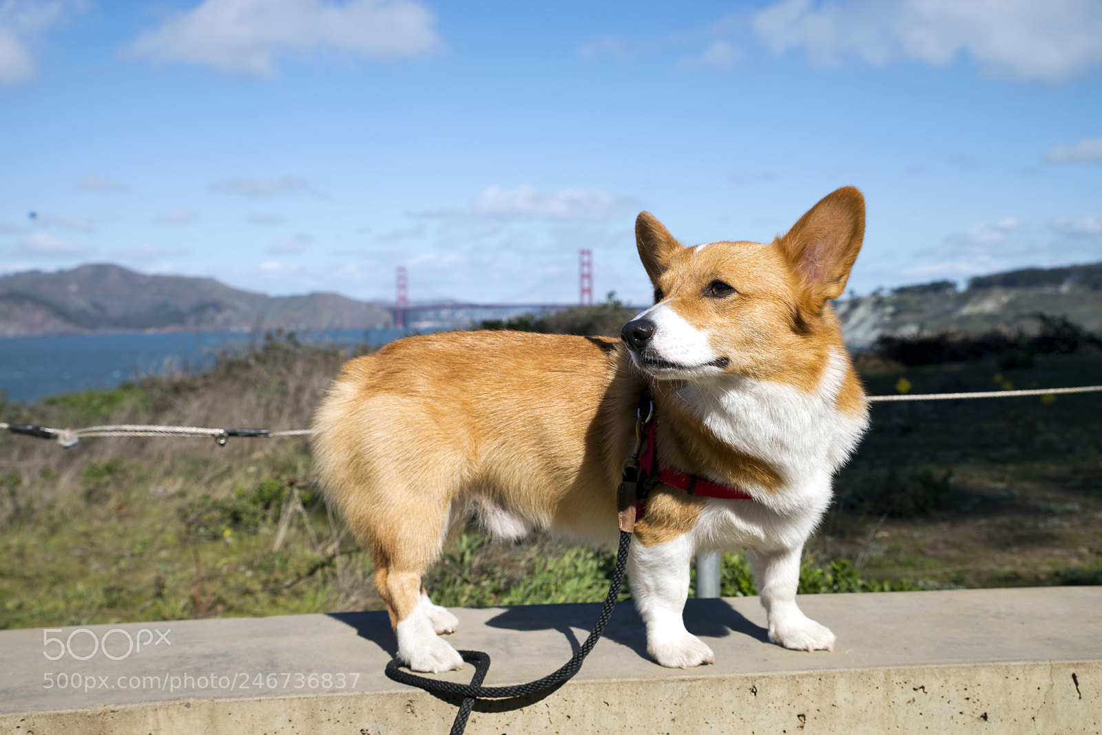 Pentax K-1 sample photo. Noodles the corgi photography