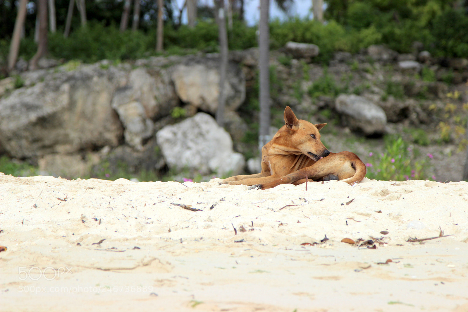 Canon EOS 600D (Rebel EOS T3i / EOS Kiss X5) sample photo. Dog itching on beach photography