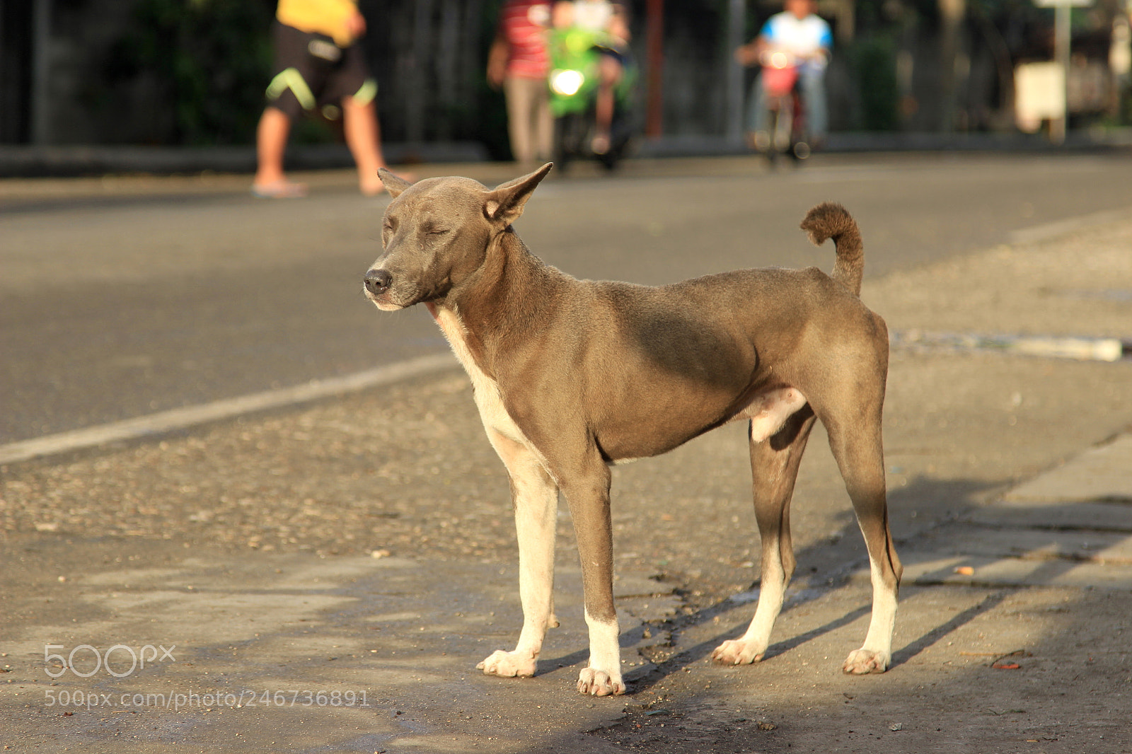 Canon EOS 600D (Rebel EOS T3i / EOS Kiss X5) sample photo. Doginsun photography