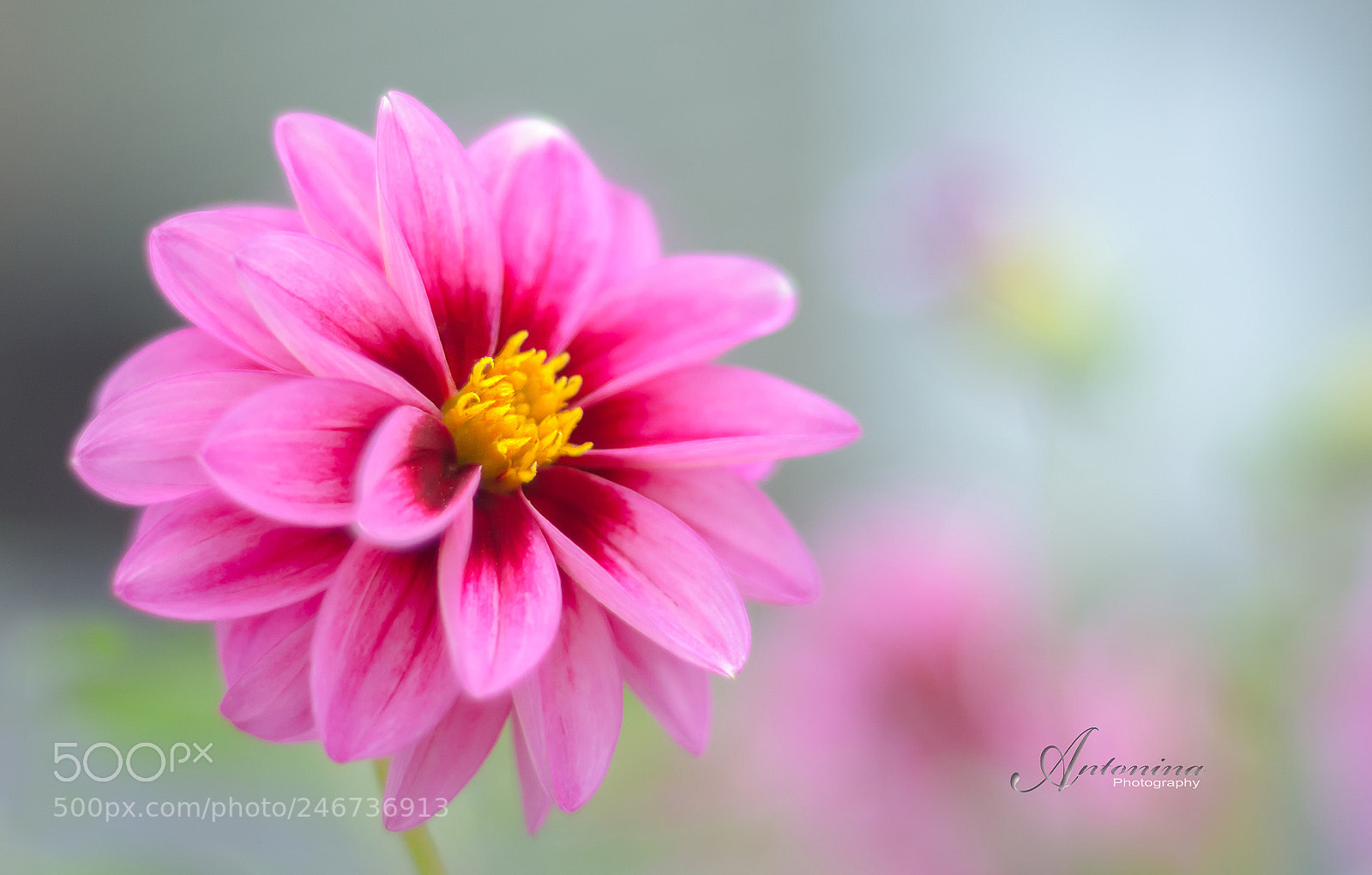 Nikon D7100 sample photo. *** photography