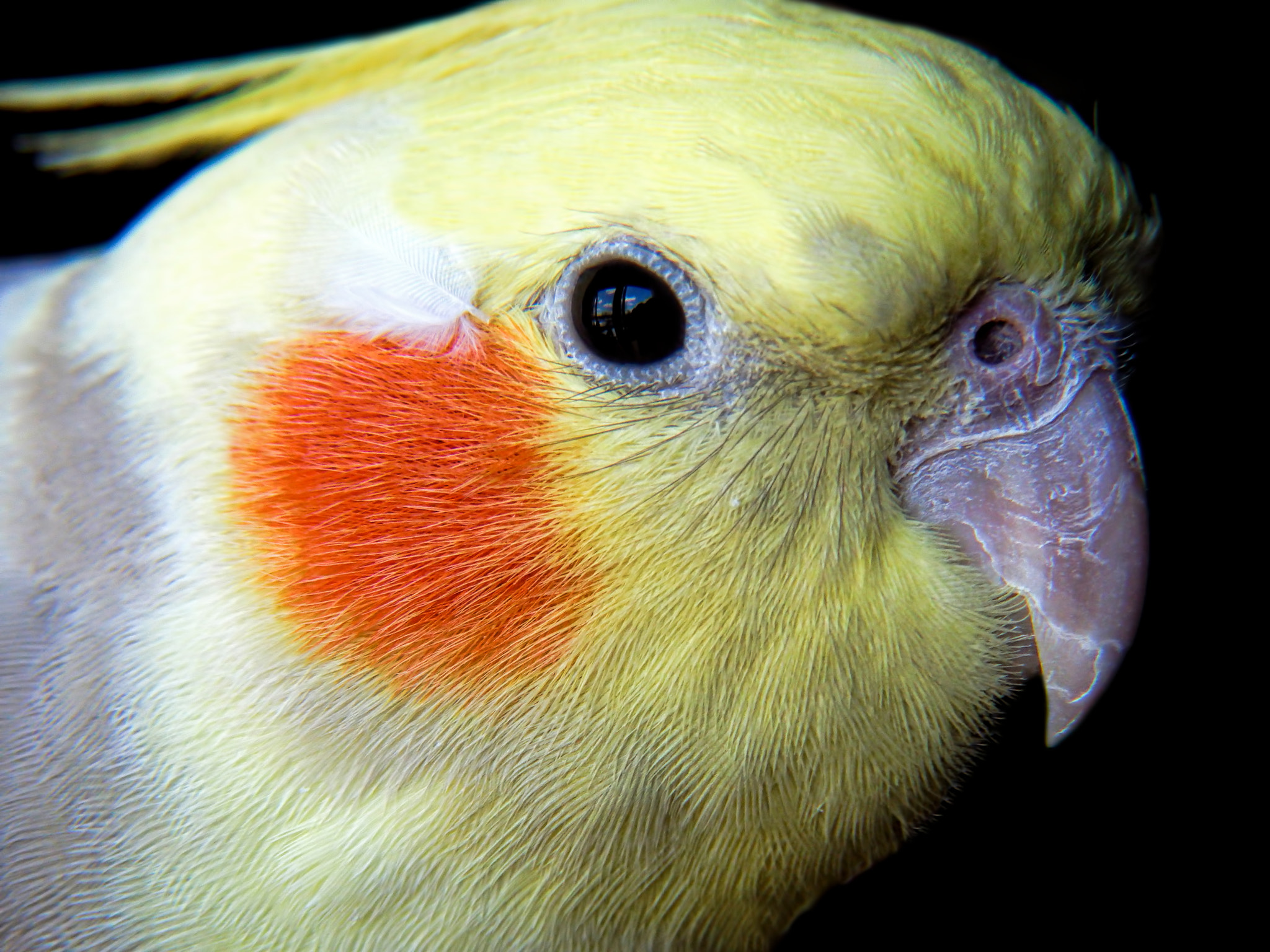 Olympus SZ-31MR sample photo. Curious cockatiel photography