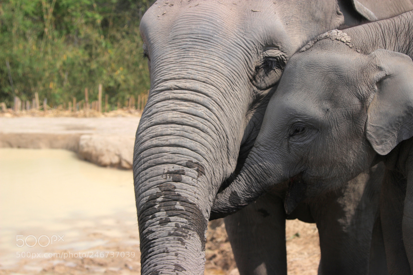 Canon EOS 600D (Rebel EOS T3i / EOS Kiss X5) sample photo. Elphant friends photography