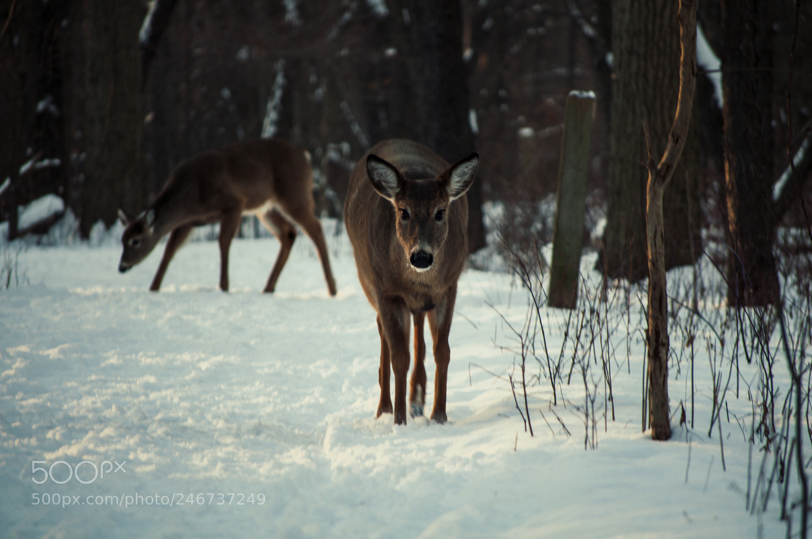 Nikon D5000 sample photo. Deer photography