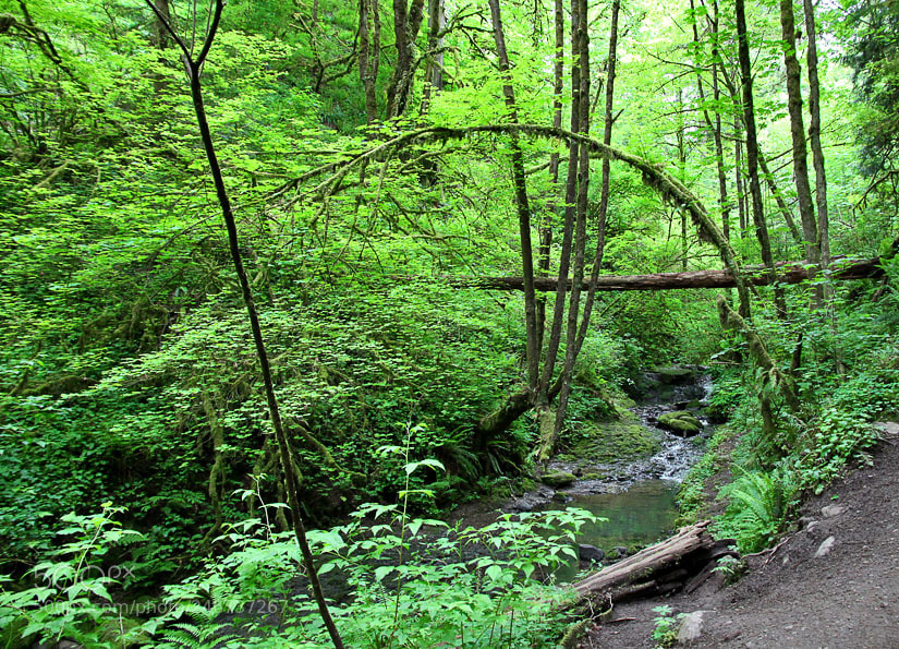 Canon EOS 50D sample photo. The hike photography