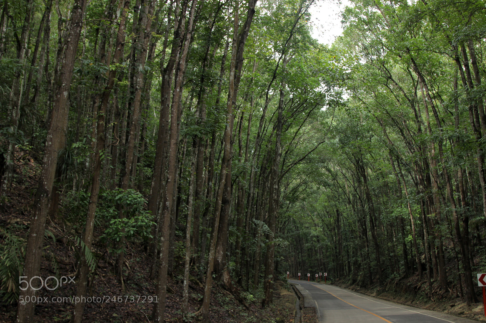 Canon EOS 600D (Rebel EOS T3i / EOS Kiss X5) sample photo. Manmaid photography