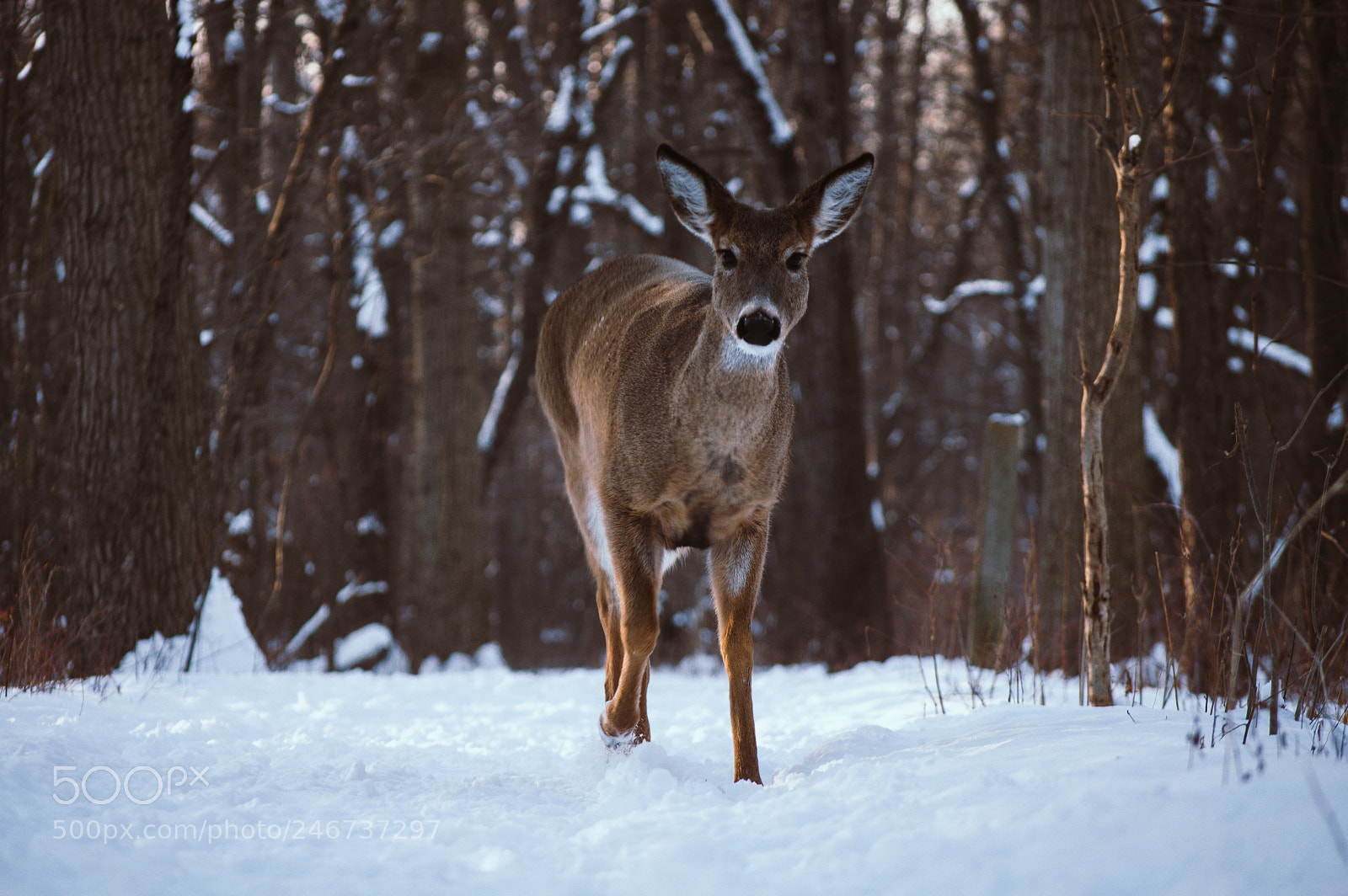 Nikon D5000 sample photo. Deer photography