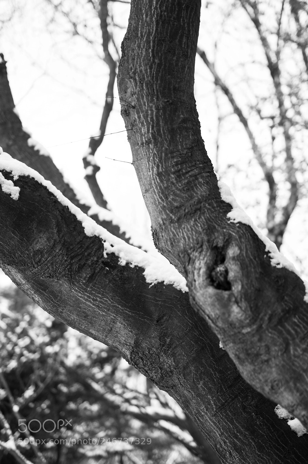 Pentax K-3 sample photo. Coexistence photography