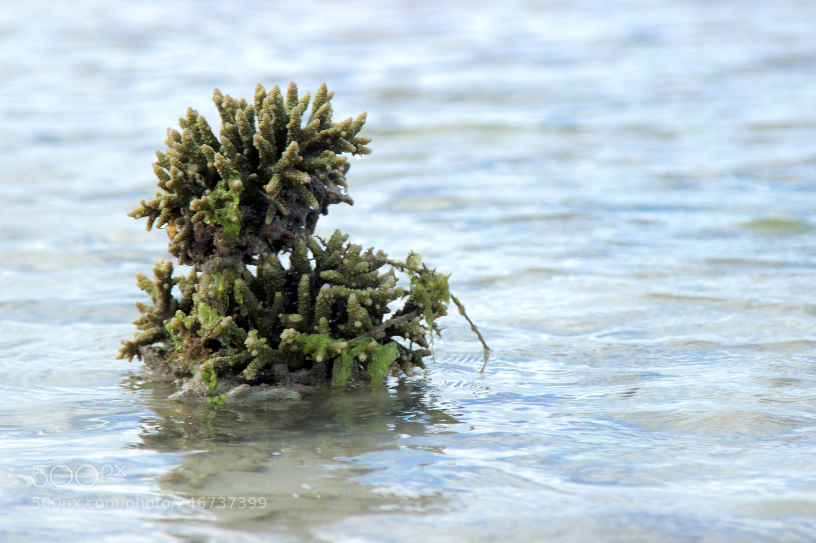 Canon EOS 600D (Rebel EOS T3i / EOS Kiss X5) sample photo. Standaloneseacreature photography