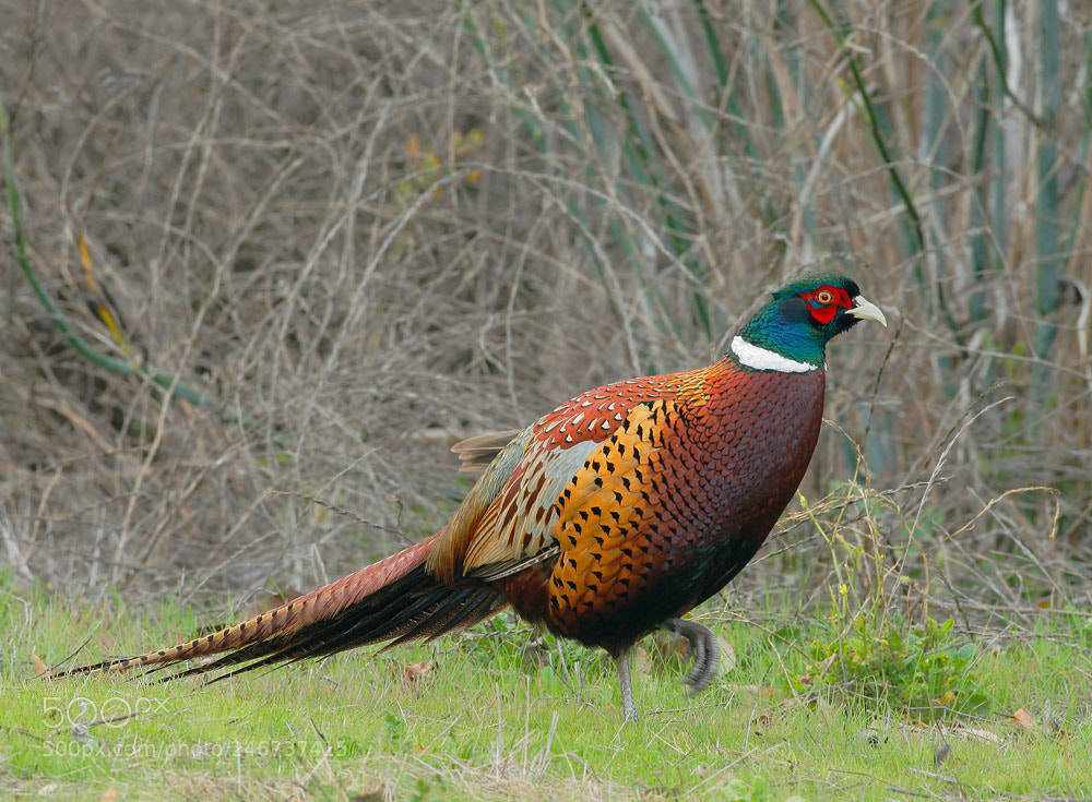 Canon EOS 30D sample photo. Experience pheasant hunting at photography
