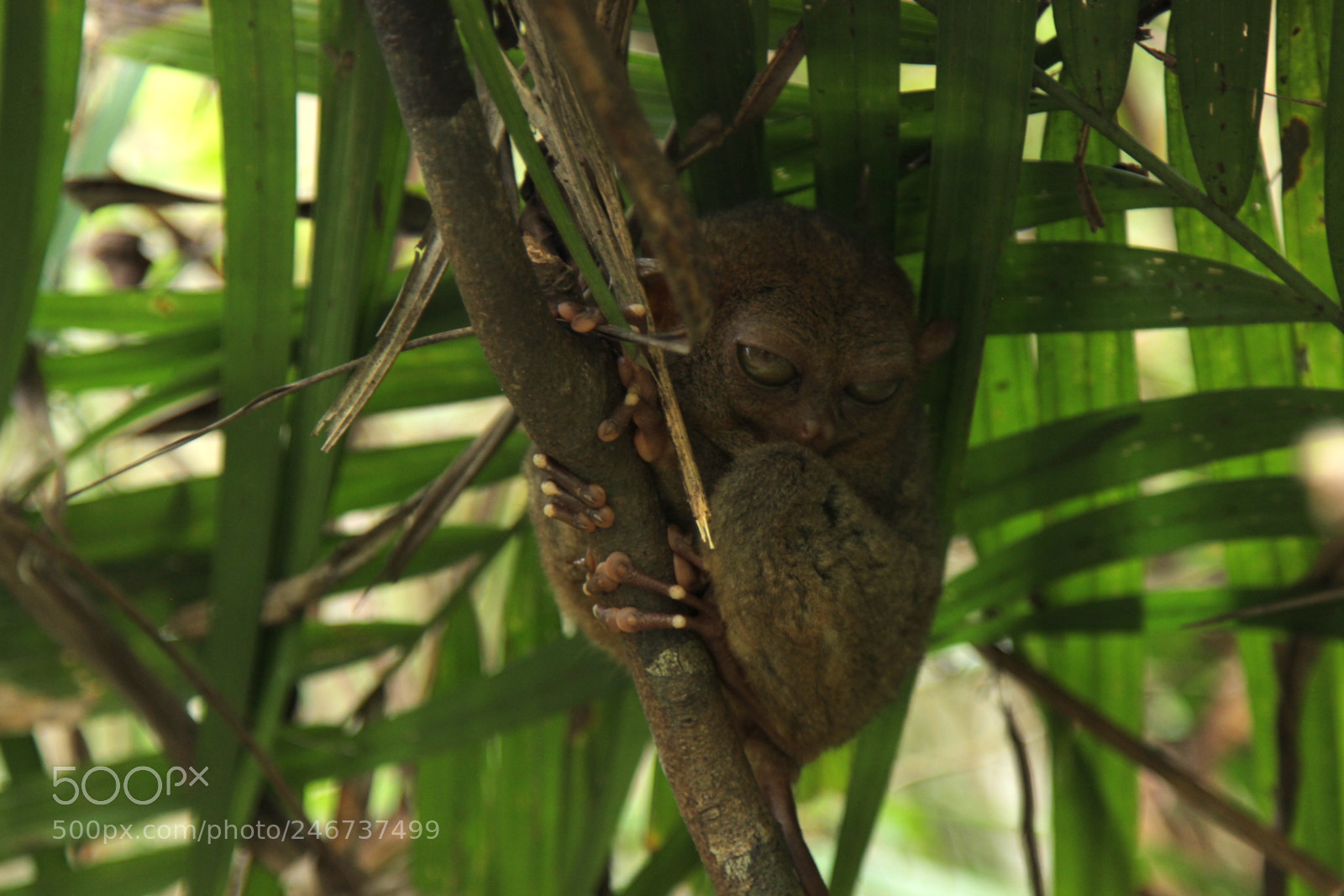 Canon EOS 600D (Rebel EOS T3i / EOS Kiss X5) sample photo. Tarzier photography