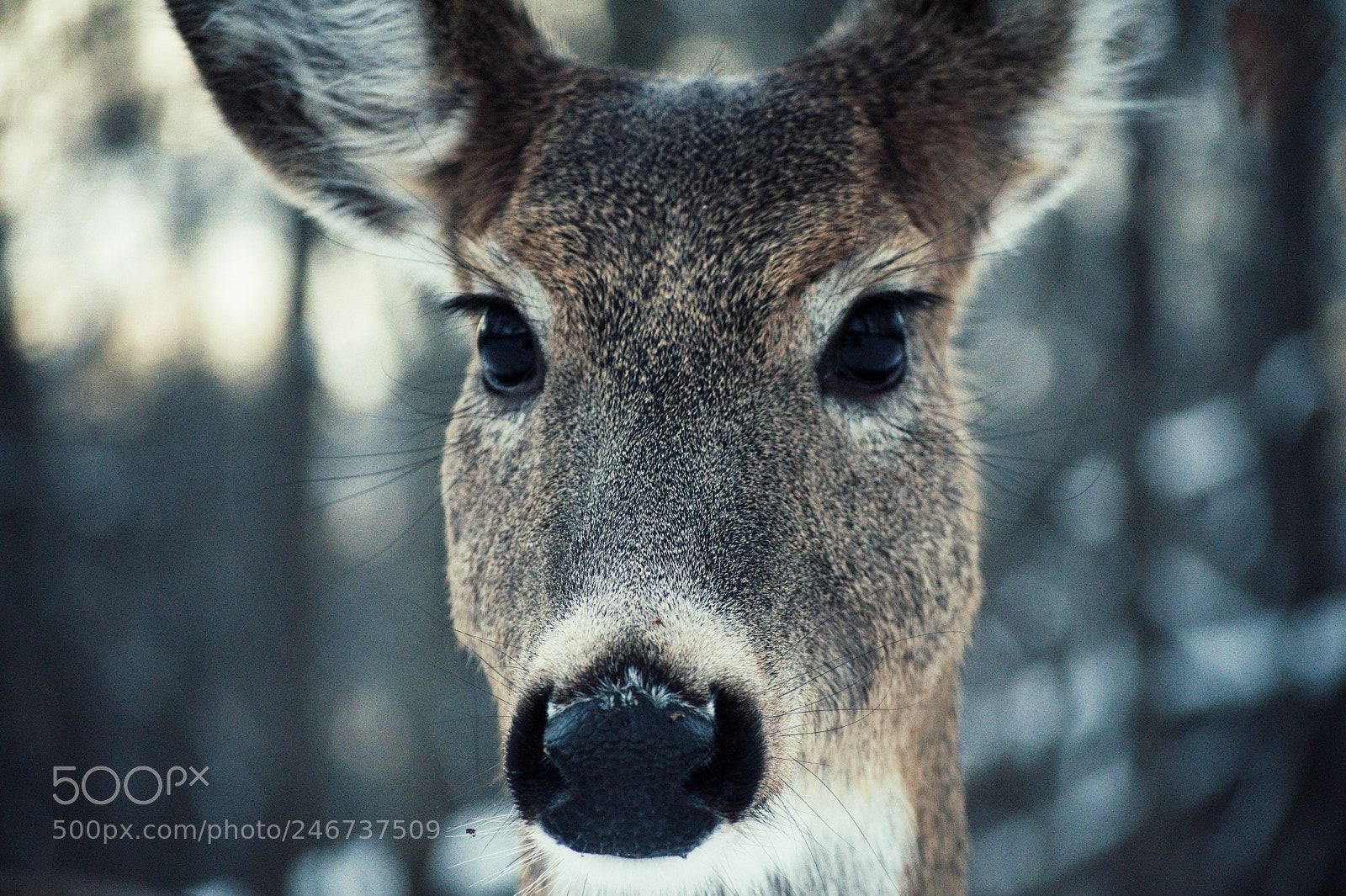 Nikon D5000 sample photo. Deer photography