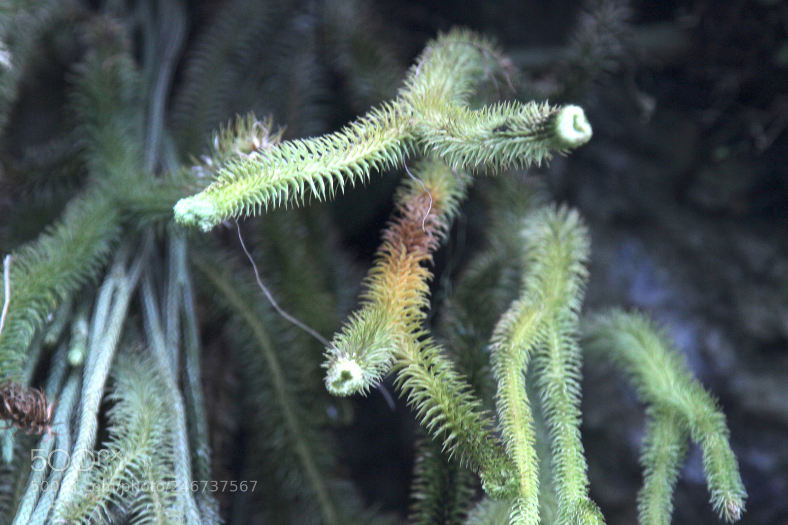 Canon EOS 600D (Rebel EOS T3i / EOS Kiss X5) sample photo. Wierd plant photography