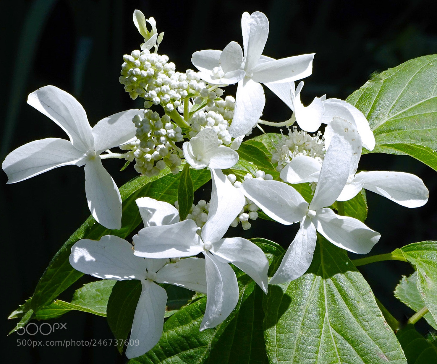Sony Cyber-shot DSC-HX400V sample photo. Morning  light photography