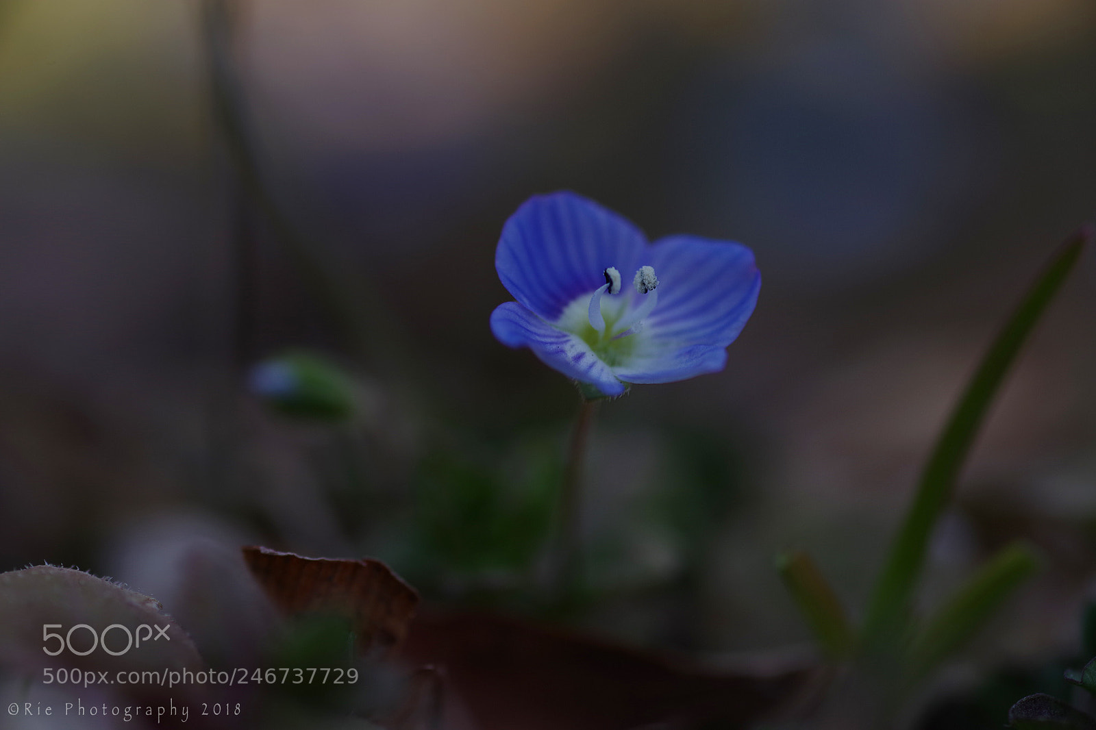 Pentax K-1 sample photo. Untitled photography