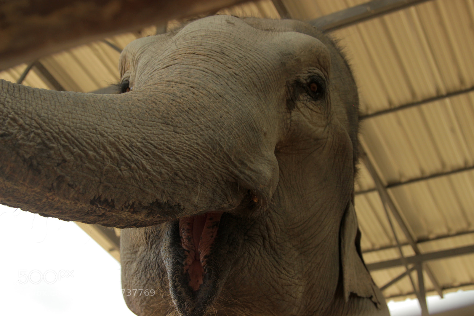 Canon EOS 600D (Rebel EOS T3i / EOS Kiss X5) sample photo. Odd el photography