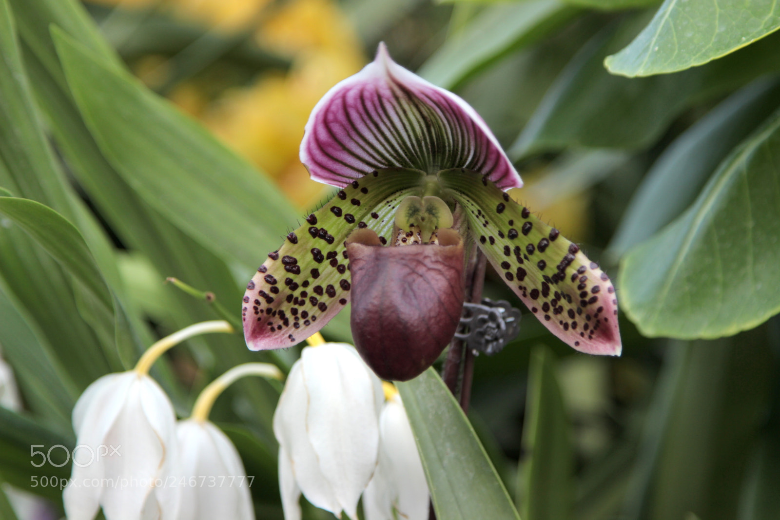 Canon EOS 600D (Rebel EOS T3i / EOS Kiss X5) sample photo. Orchid singa photography
