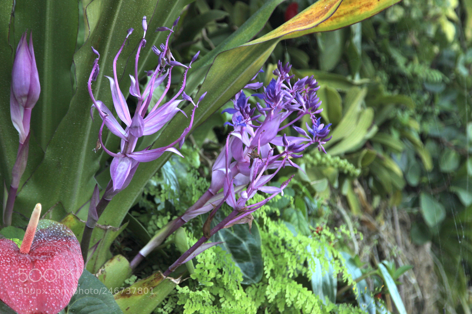 Canon EOS 600D (Rebel EOS T3i / EOS Kiss X5) sample photo. Purple flower photography