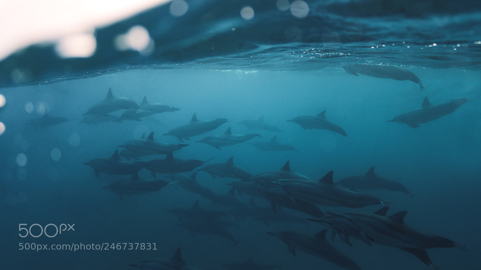 Canon EOS 700D (EOS Rebel T5i / EOS Kiss X7i) sample photo. Dolphin dreaming photography
