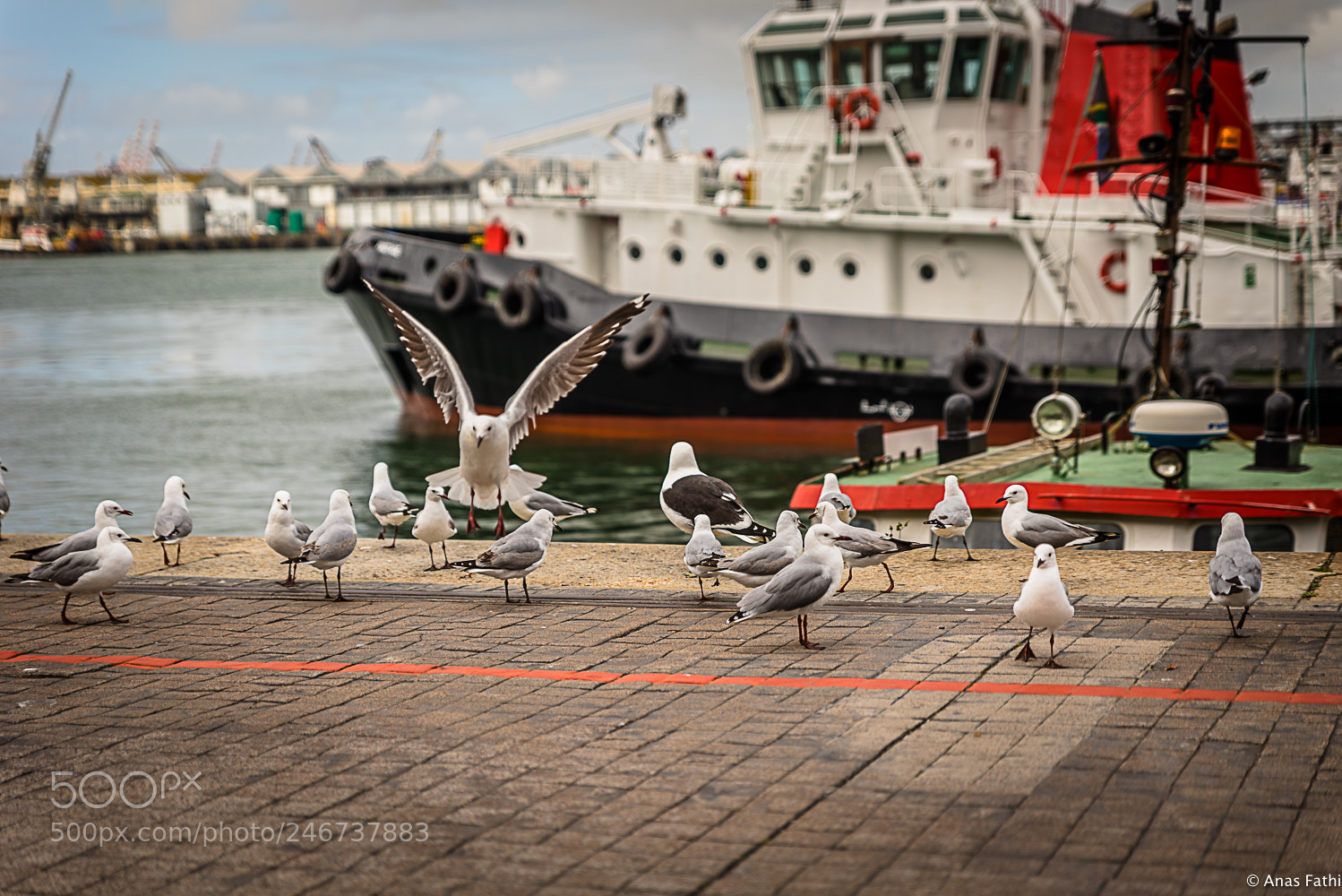 Nikon D810 sample photo. Gulls playing together photography