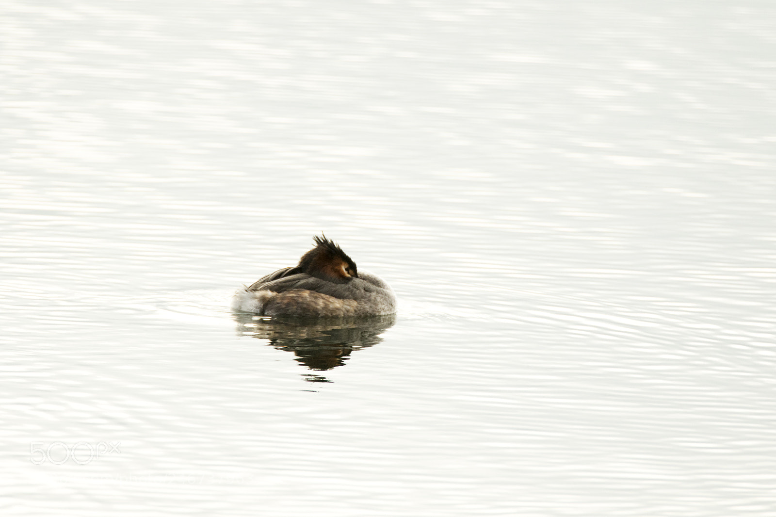 Canon EOS 7D Mark II sample photo. Haubentaucher am schlafen photography