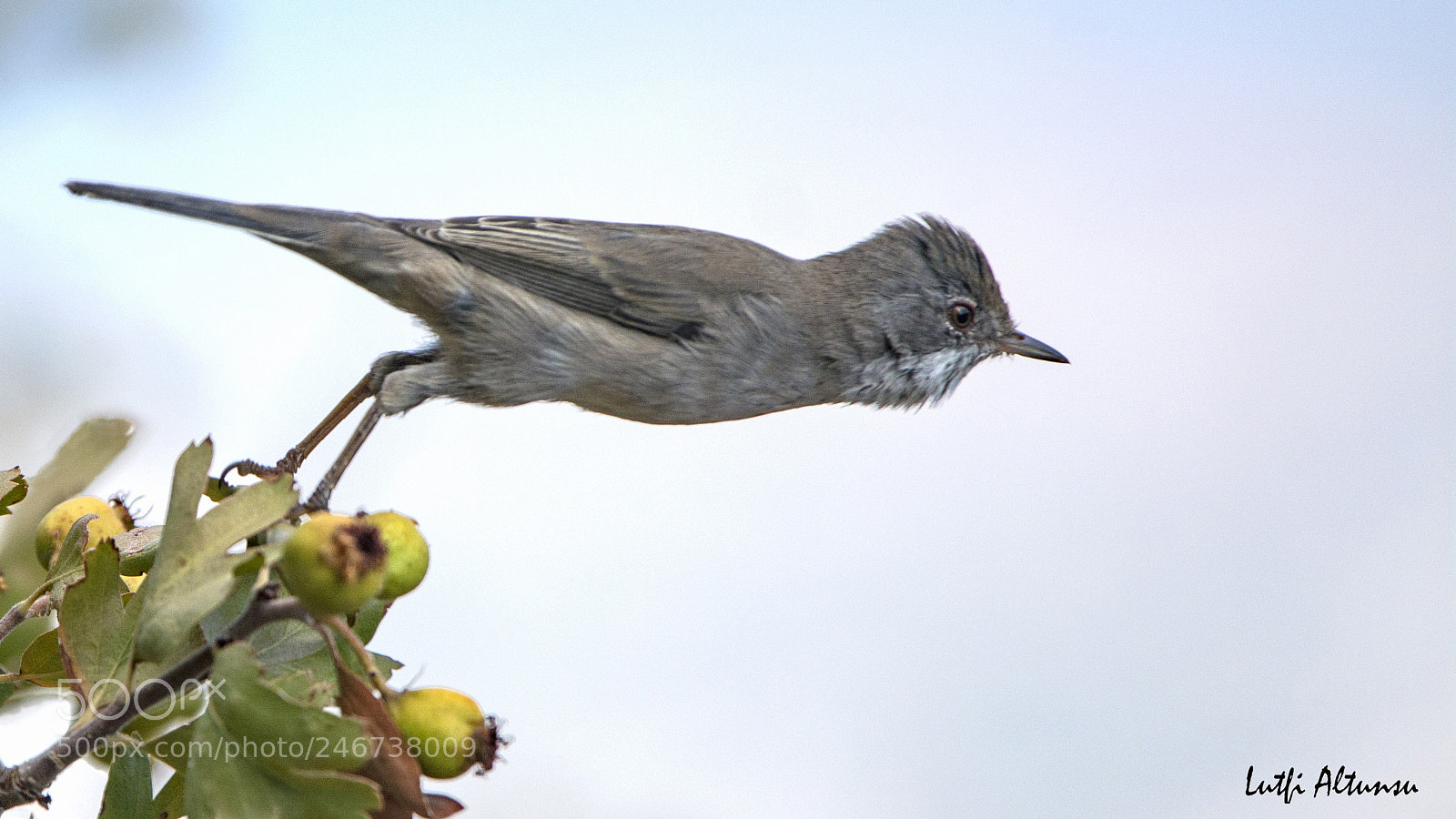 Nikon D7100 sample photo. Cyprus warbler k br photography