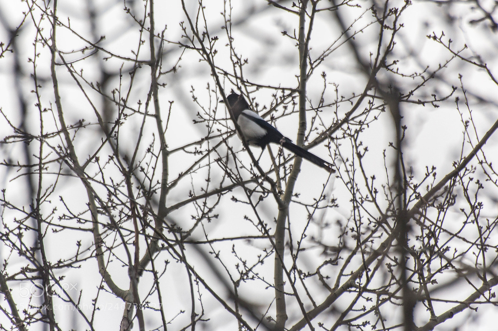 Canon EOS 700D (EOS Rebel T5i / EOS Kiss X7i) sample photo. Bird on a tree. photography