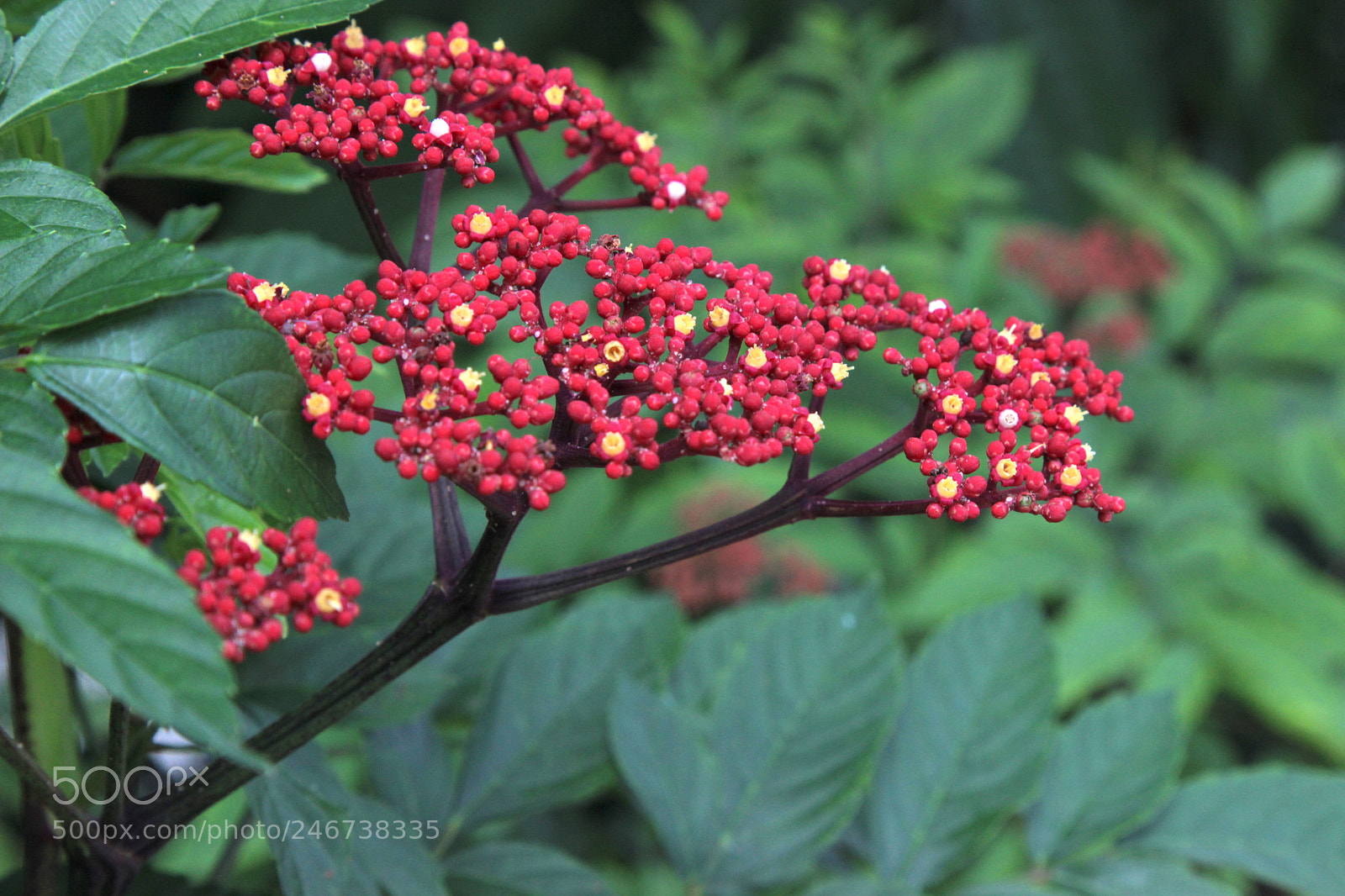 Canon EOS 600D (Rebel EOS T3i / EOS Kiss X5) sample photo. Singapour garden photography