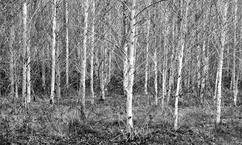 Canon EOS 50D sample photo. Trees photography
