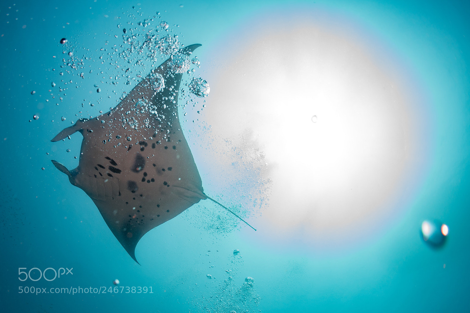 Nikon D810 sample photo. Tales of the manta photography